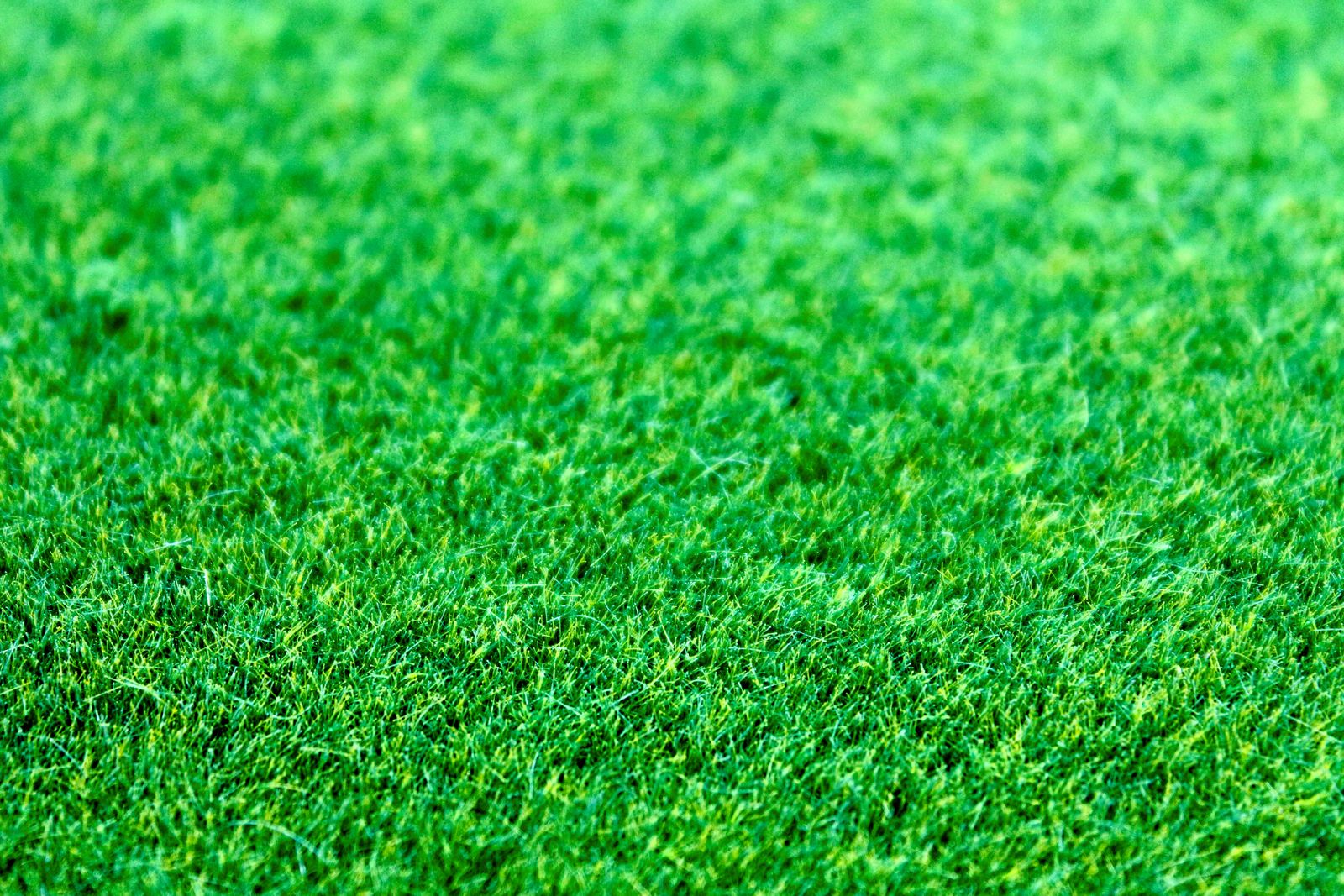 Close-up texture of green turf lawn