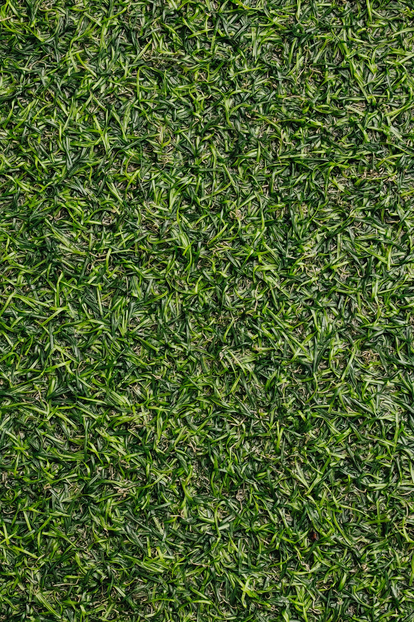 Detailed texture of fresh green turf